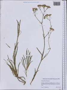 Gypsophila fastigiata L., Western Europe (EUR) (Germany)