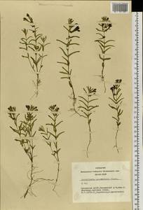 Scutellaria scordifolia Fisch. ex Schrank, Siberia, Altai & Sayany Mountains (S2) (Russia)