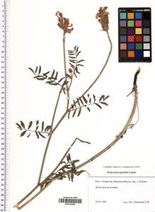 Hedysarum gmelinii Ledeb., Eastern Europe, Middle Volga region (E8) (Russia)