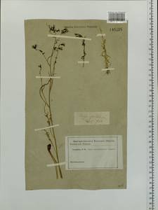 Crepidiastrum tenuifolium (Willd.) Sennikov, Siberia, Baikal & Transbaikal region (S4) (Russia)