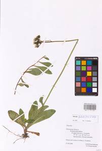 Pilosella floribunda (Wimm. & Grab.) Fr., Eastern Europe, North-Western region (E2) (Russia)