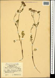 Carum meifolium (M. Bieb.) Boiss., Caucasus, South Ossetia (K4b) (South Ossetia)