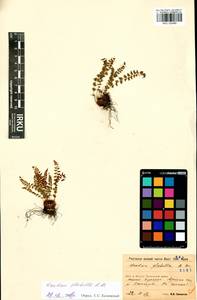 Woodsia glabella R.Br., Siberia, Baikal & Transbaikal region (S4) (Russia)