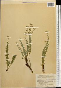 Aethionema cordatum (Desf.) Boiss., Caucasus, Azerbaijan (K6) (Azerbaijan)