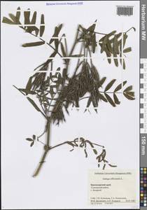 Galega officinalis L., Caucasus, Black Sea Shore (from Novorossiysk to Adler) (K3) (Russia)