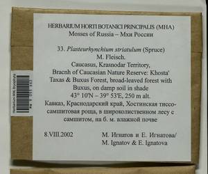 Plasteurhynchium striatulum (Spruce) M. Fleisch., Bryophytes, Bryophytes - North Caucasus & Ciscaucasia (B12) (Russia)