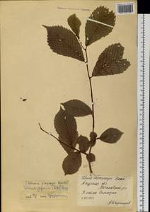 Ulmus davidiana var. japonica (Rehder) Nakai, Siberia, Russian Far East (S6) (Russia)