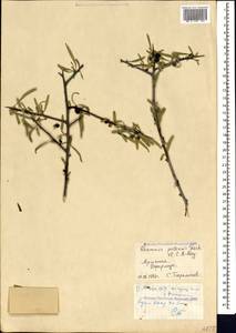 Rhamnus erythroxyloides subsp. erythroxyloides, Caucasus, Armenia (K5) (Armenia)