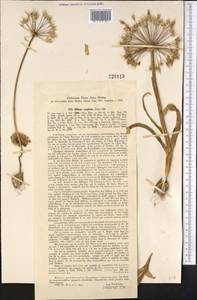 Allium caspium (Pall.) M.Bieb., Middle Asia, Syr-Darian deserts & Kyzylkum (M7) (Uzbekistan)