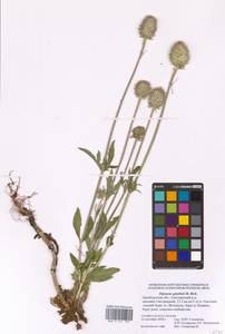 Dipsacus strigosus Willd., Eastern Europe, Eastern region (E10) (Russia)