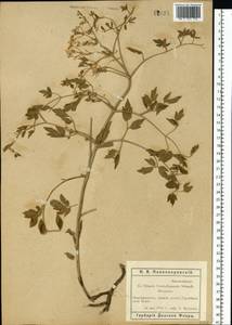 Clematis lathyrifolia Besser ex Rchb., Eastern Europe, Rostov Oblast (E12a) (Russia)