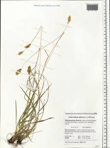 Anthoxanthum nipponicum Honda, Eastern Europe, Northern region (E1) (Russia)