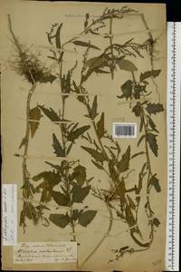 Atriplex oblongifolia Waldst. & Kit., Eastern Europe, Central forest-and-steppe region (E6) (Russia)