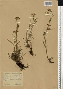 Bupleurum multinerve DC., Eastern Europe, Central forest-and-steppe region (E6) (Russia)