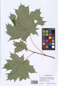 Acer platanoides L., Eastern Europe, Middle Volga region (E8) (Russia)