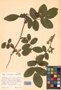 Rosa acicularis Lindl., Siberia, Russian Far East (S6) (Russia)