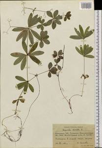 Galium odoratum (L.) Scop., Siberia, Western (Kazakhstan) Altai Mountains (S2a) (Kazakhstan)