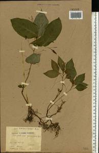Impatiens parviflora DC., Eastern Europe, Moscow region (E4a) (Russia)