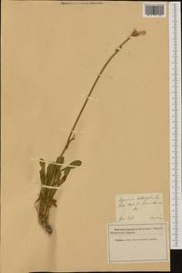 Saponaria bellidifolia Sm., Western Europe (EUR)