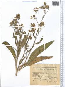 Boraginaceae, Middle Asia, Western Tian Shan & Karatau (M3) (Tajikistan)