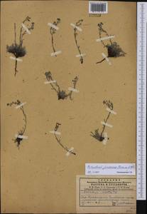 Eritrichium jenisseense, Siberia, Central Siberia (S3) (Russia)