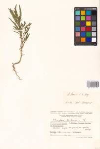 Atriplex laevis C.A.Mey., Eastern Europe, Moscow region (E4a) (Russia)