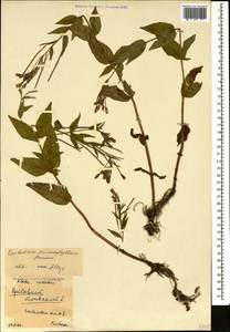 Epilobium anatolicum subsp. prionophyllum (Hausskn.) P. H. Raven, Caucasus, Krasnodar Krai & Adygea (K1a) (Russia)