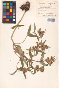 MHA 0 154 147, Phlomis herba-venti subsp. pungens (Willd.) Maire ex DeFilipps, Eastern Europe, Lower Volga region (E9) (Russia)