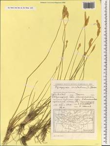 Agropyron cristatum (L.) Gaertn., Mongolia (MONG) (Mongolia)