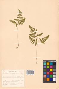 Gymnocarpium robertianum (Hoffm.) Newman, Siberia, Russian Far East (S6) (Russia)