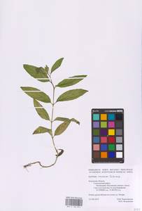Epilobium roseum (Schreb.) Schreb., Eastern Europe, Central region (E4) (Russia)