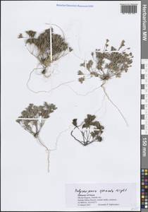 Polycarpaea spicata Arn., South Asia, South Asia (Asia outside ex-Soviet states and Mongolia) (ASIA) (Oman)