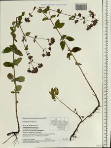 Origanum vulgare L., Eastern Europe, Central region (E4) (Russia)
