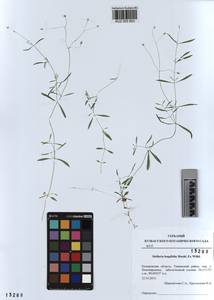 KUZ 003 853, Stellaria longifolia (Regel) Muhl. ex Willd., Siberia, Altai & Sayany Mountains (S2) (Russia)