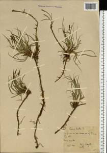 Carex hirta L., Eastern Europe, Belarus (E3a) (Belarus)