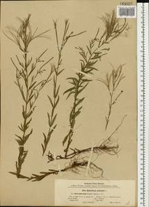 Epilobium palustre L., Eastern Europe, North Ukrainian region (E11) (Ukraine)