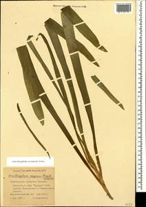 Ornithogalum arcuatum Steven, Caucasus, Black Sea Shore (from Novorossiysk to Adler) (K3) (Russia)