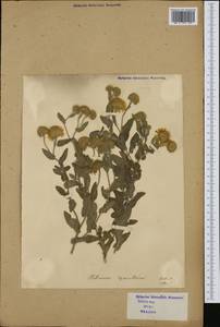 Pulicaria dysenterica (L.) Bernh., Western Europe (EUR) (Italy)