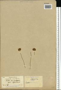 Jasione montana L., Eastern Europe, North Ukrainian region (E11) (Ukraine)