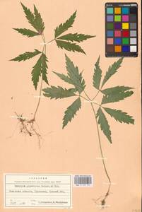 Cardamine glanduligera O.Schwarz, Eastern Europe, West Ukrainian region (E13) (Ukraine)