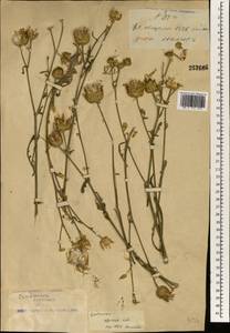 Centaurea adpressa Ledeb., South Asia, South Asia (Asia outside ex-Soviet states and Mongolia) (ASIA) (China)