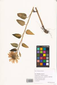 Helianthus annuus L., Eastern Europe, North-Western region (E2) (Russia)