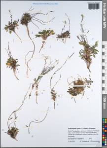 Arabidopsis lyrata subsp. lyrata, Siberia, Western Siberia (S1) (Russia)