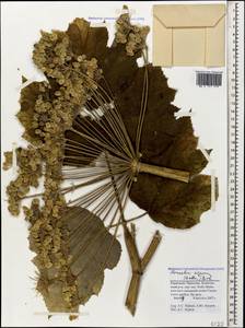 Heracleum asperum (Hoffm.) M. Bieb., Caucasus, Stavropol Krai, Karachay-Cherkessia & Kabardino-Balkaria (K1b) (Russia)