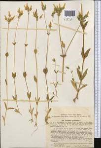 Dichodon perfoliatum (L.) Á. Löve & D. Löve, Middle Asia, Syr-Darian deserts & Kyzylkum (M7) (Uzbekistan)