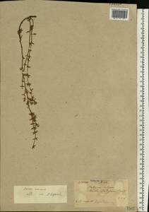 Clinopodium acinos (L.) Kuntze, Eastern Europe, North Ukrainian region (E11) (Ukraine)