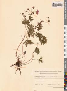 Geranium, Siberia, Russian Far East (S6) (Russia)