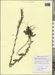 Arabis sagittata (Bertol.) DC., Caucasus, Stavropol Krai, Karachay-Cherkessia & Kabardino-Balkaria (K1b) (Russia)