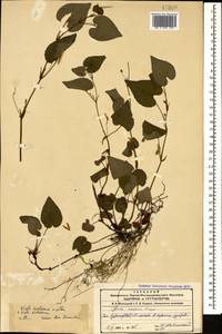 Viola sieheana W. Becker, Caucasus, Azerbaijan (K6) (Azerbaijan)