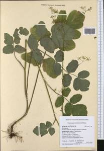 Pastinaca sativa subsp. urens (Req. ex Godr.) Celak., Western Europe (EUR) (Bulgaria)